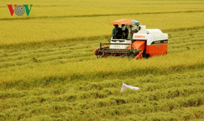 Phát triển lúa gạo bền vững: Tầm nhìn mới cho ngành lúa gạo